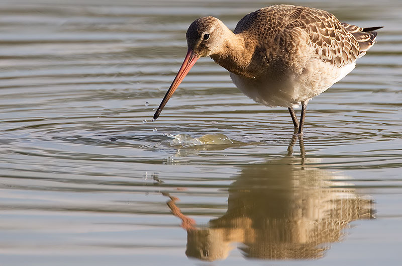 black-tailed godwit