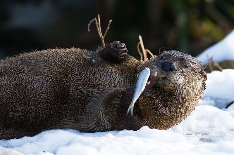 North American river otter
