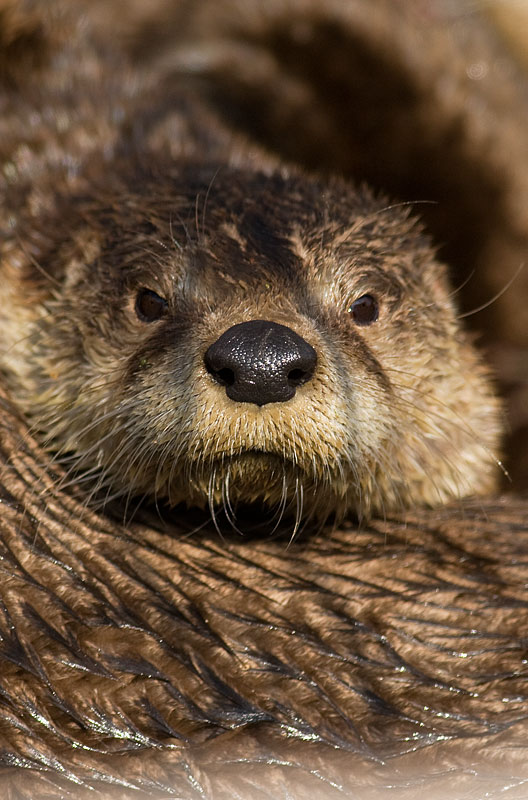 North American river otter
