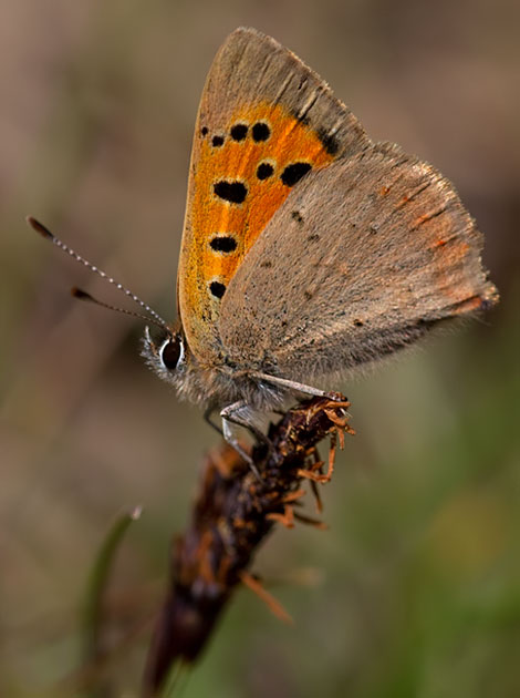 small copper