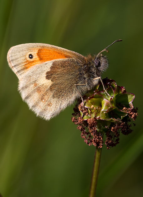 small heath