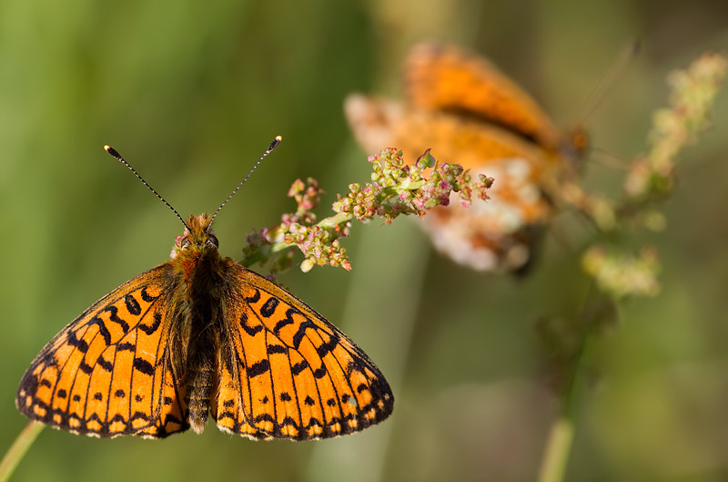 small pearl-bordered fritillary