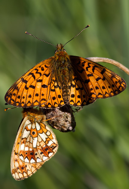 small pearl-bordered fritillary