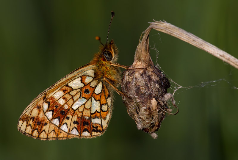 small pearl-bordered fritillary
