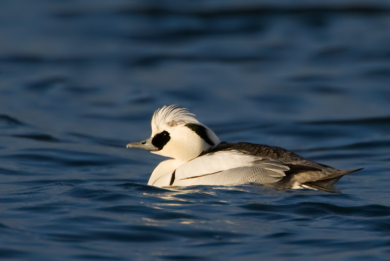 smew