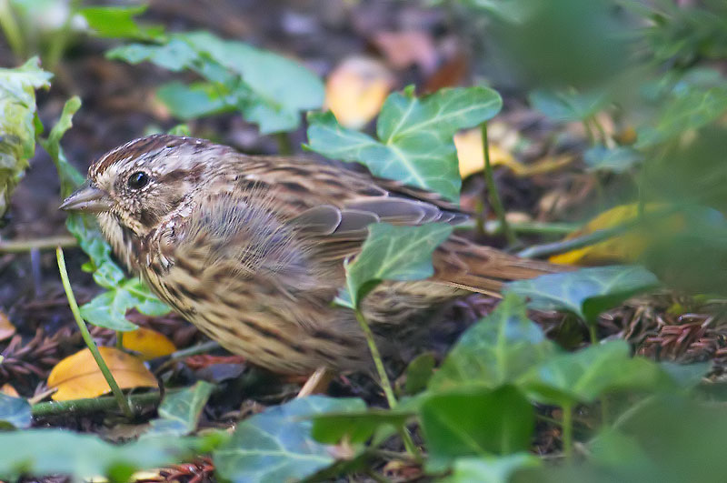 song sparrow