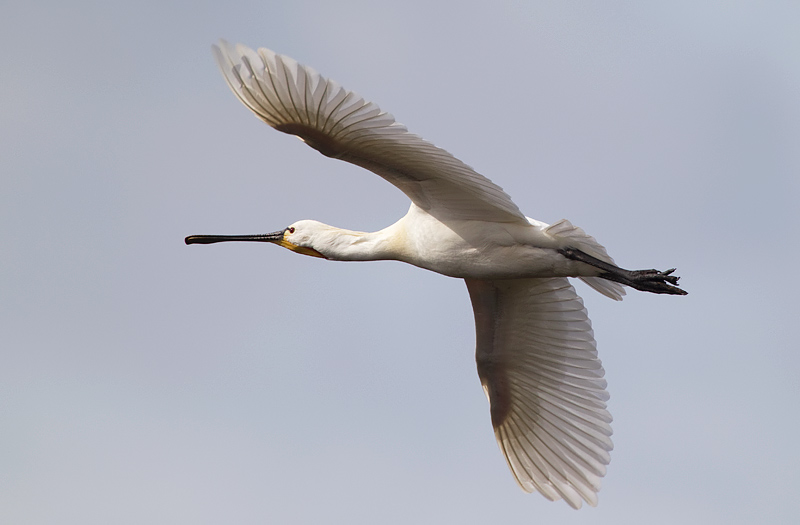 spoonbill