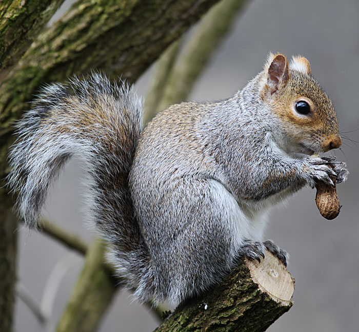 grey squirrel