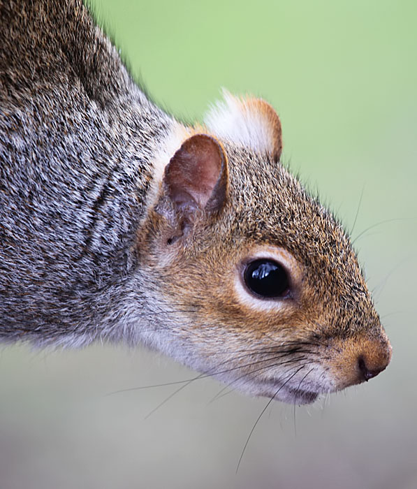 grey squirrel