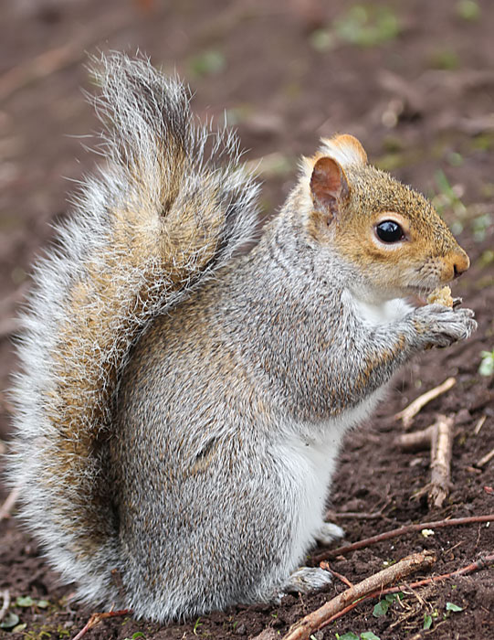 grey squirrel
