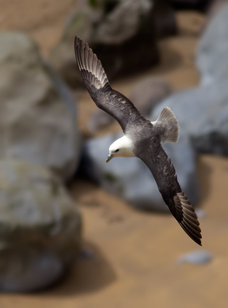 fulmar