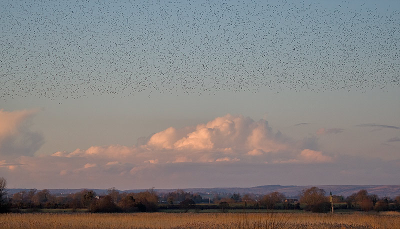 starlings