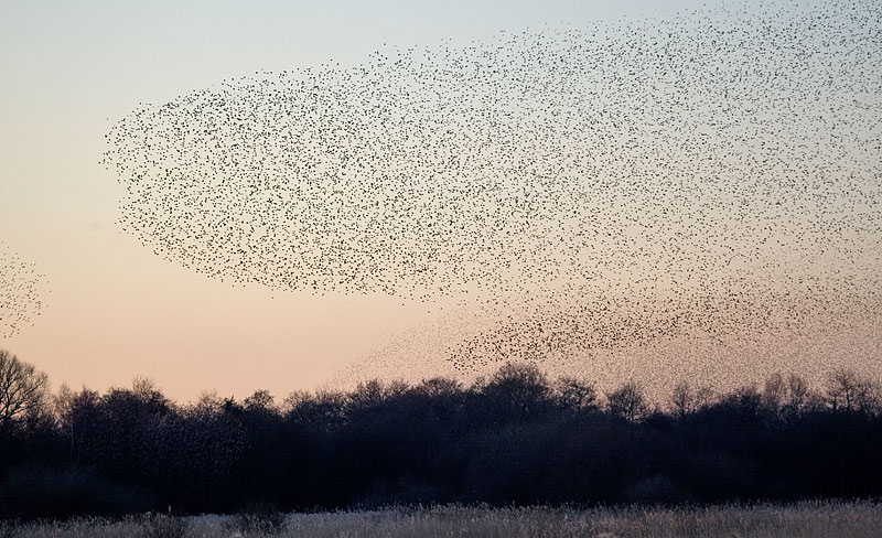 starlings