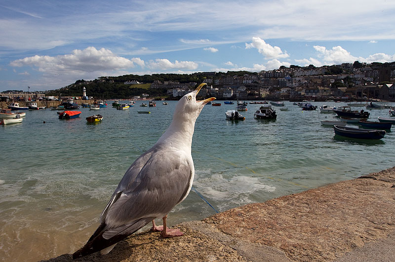 herring gull