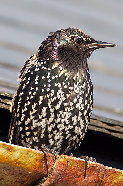 starling