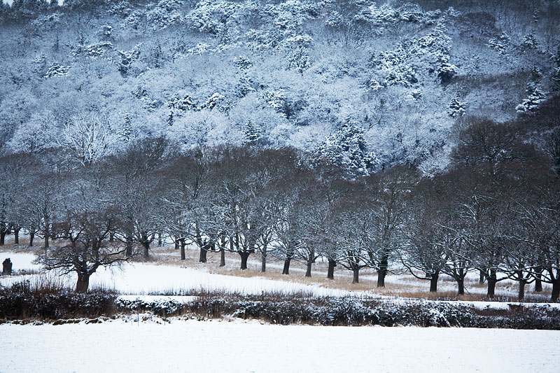 Tyntesfield in snow