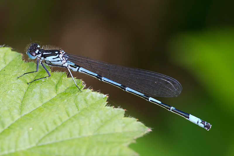 variable damselfly