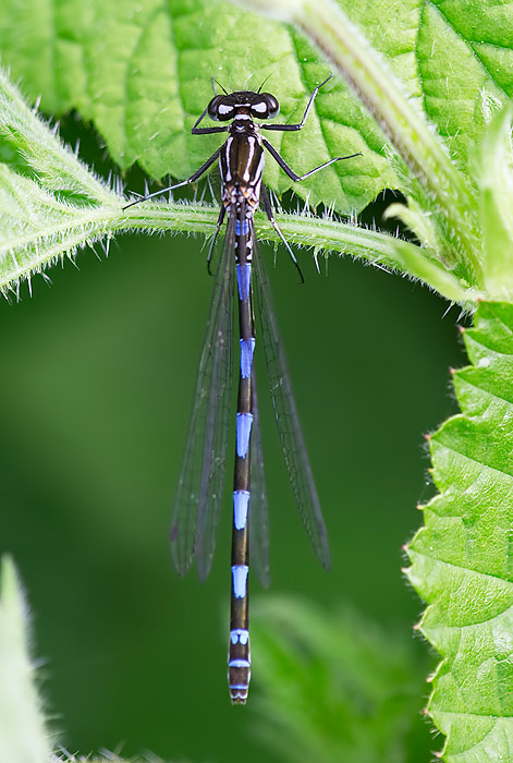 azure damselfly