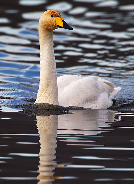 whooper swan