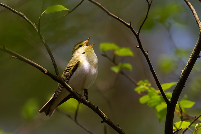 wood warbler