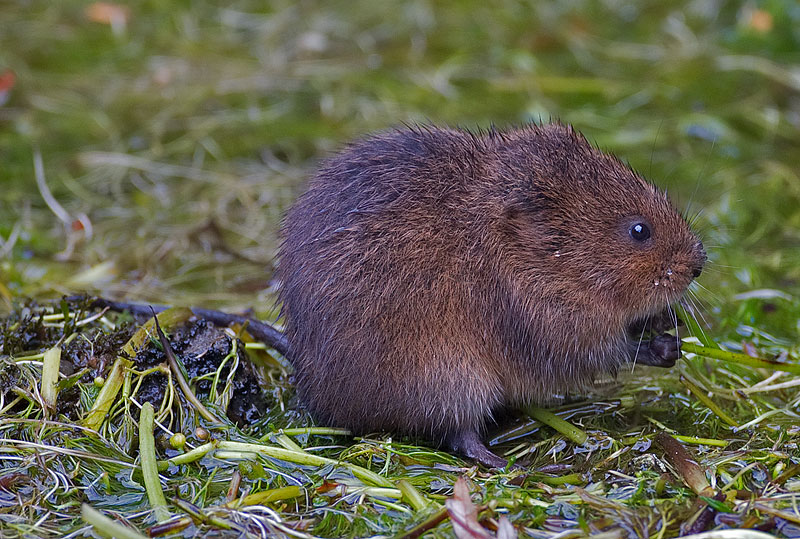 water vole