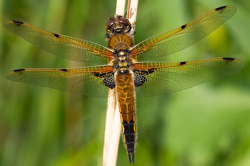 four-spotted chaser