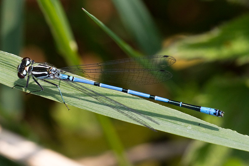 azure damselfly