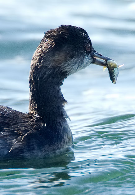 black-necked grebe