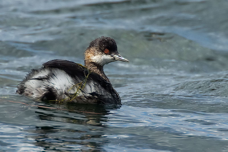black-necked grebe