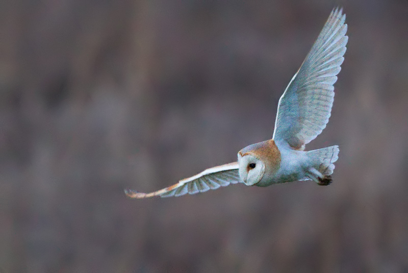 barn owl