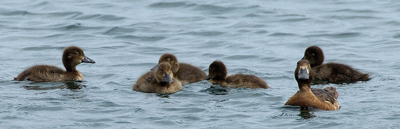 tufted ducks
