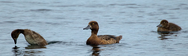 tufted ducks