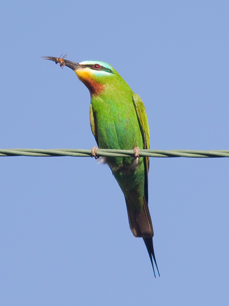 blue-cheeked bee-eater