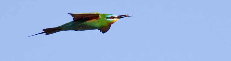 blue-cheeked bee-eater