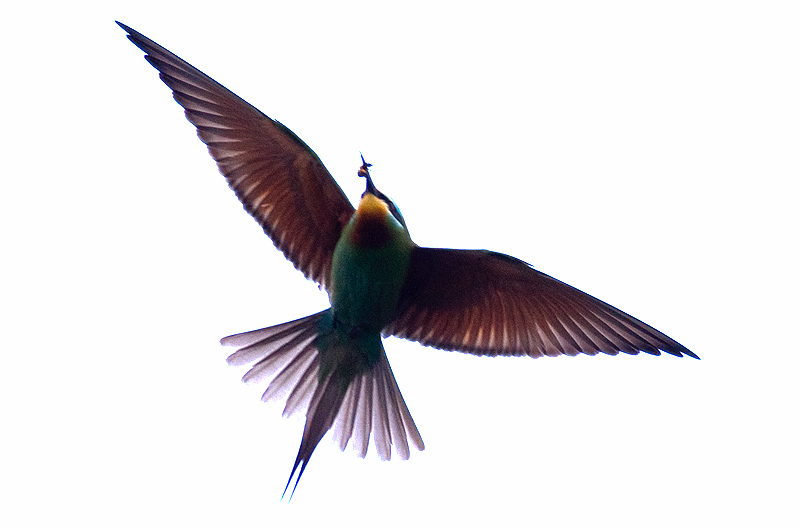 blue-cheeked bee-eater