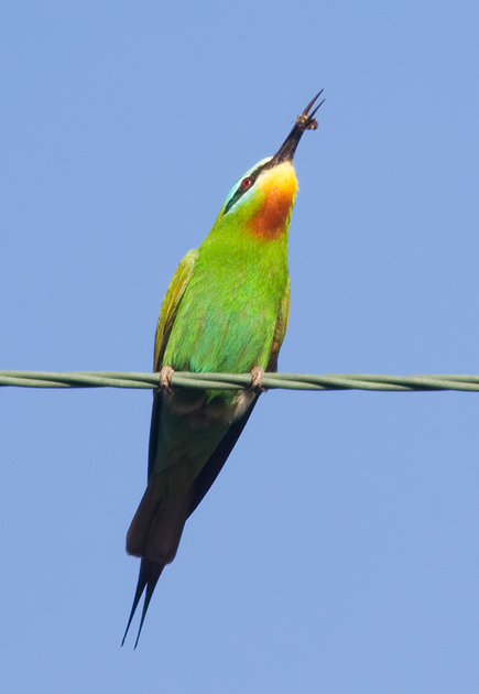 blue-cheeked bee-eater