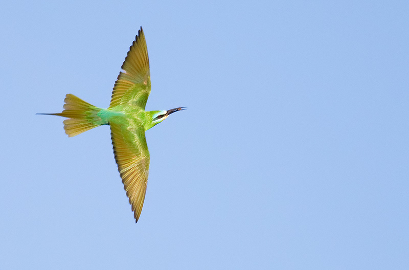 blue-cheeked bee-eater