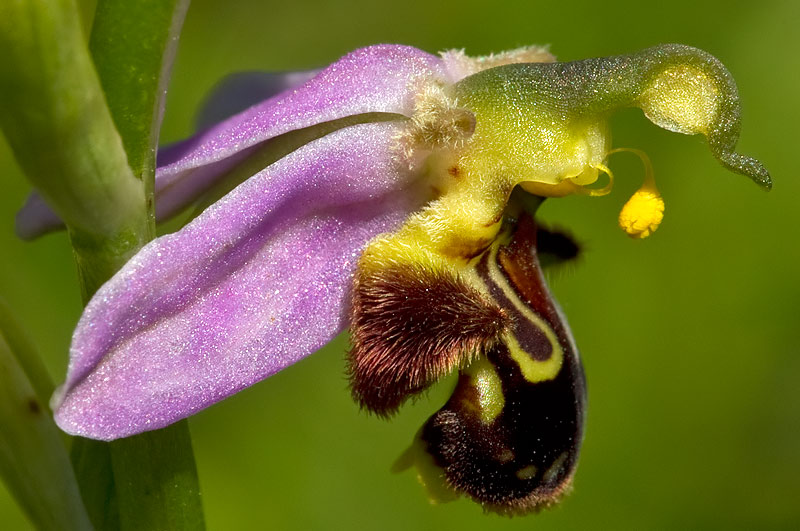 bee orchid