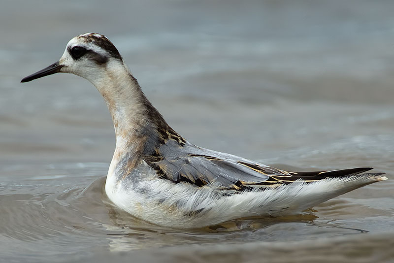 grey phalarope