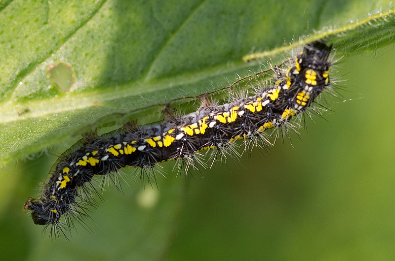 scarlet tiger larvae