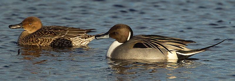 pintail