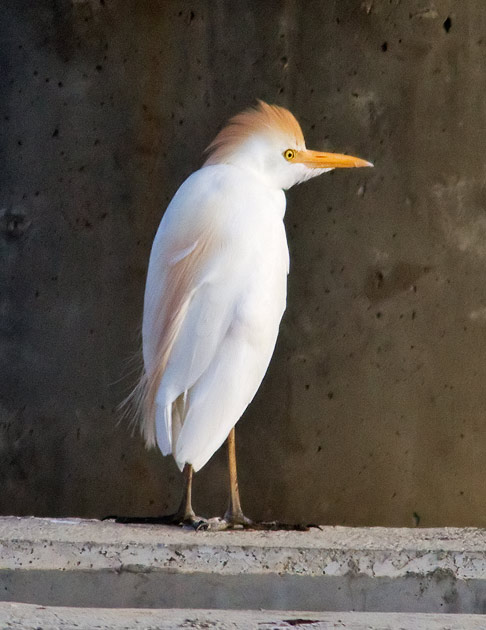cattle egret