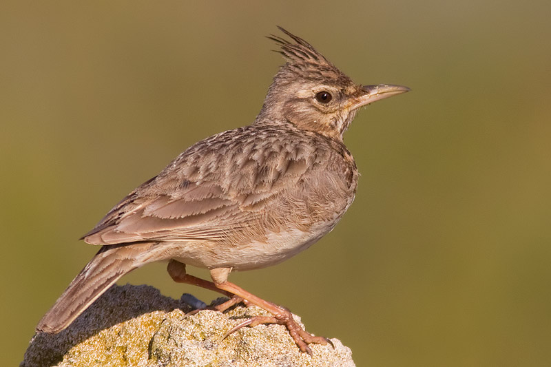 crested lark