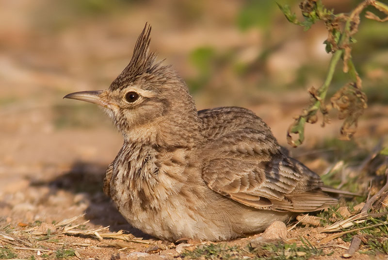 crested lark