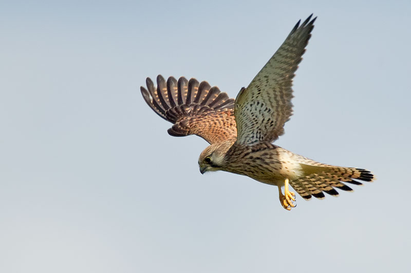 kestrel