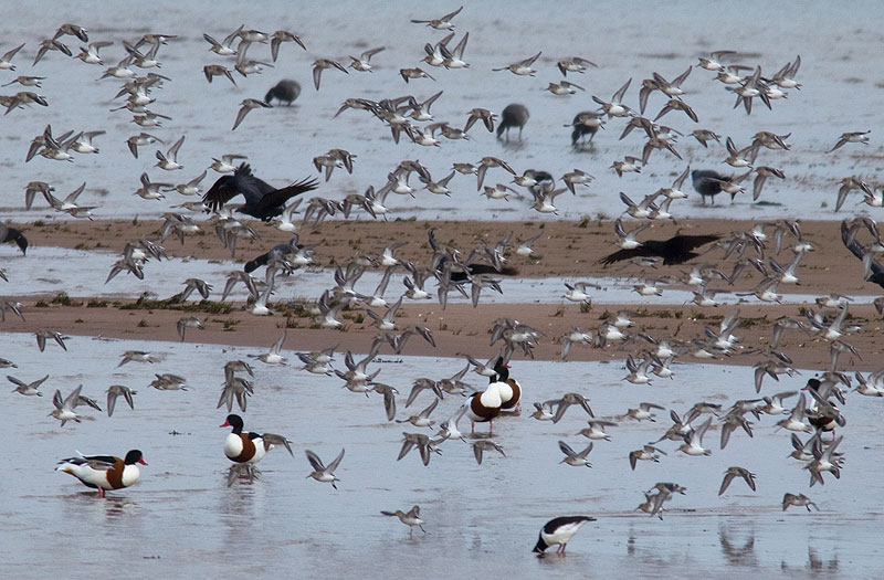 Exe estuary birds