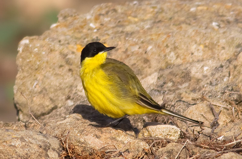 black-headed wagtail