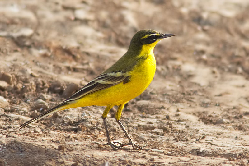 flava wagtail