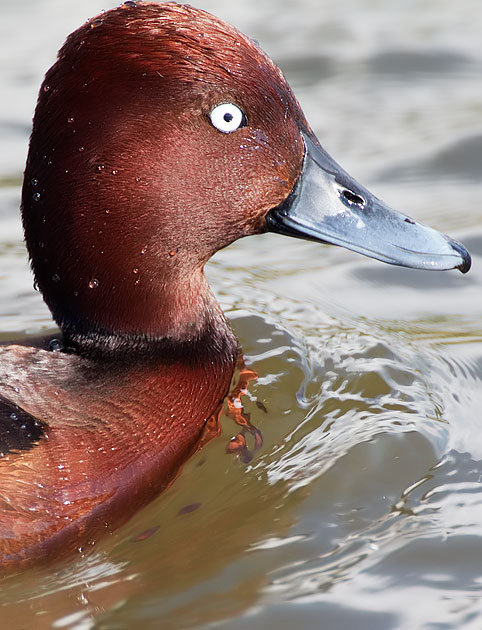 ferruginous duck