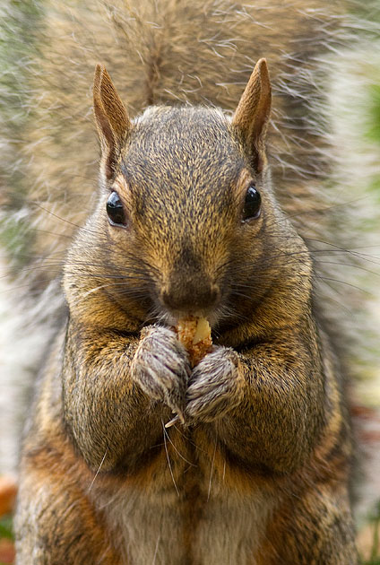 grey squirrel